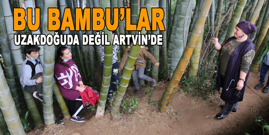 BU BAMBULAR UZAKDOĞU DA DEĞİL ARTVİN'DE YETİŞİYOR