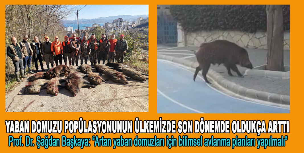 Prof. Dr. Şağdan Başkaya: “Artan yaban domuzları için bilimsel avlanma planları yapılmalı”