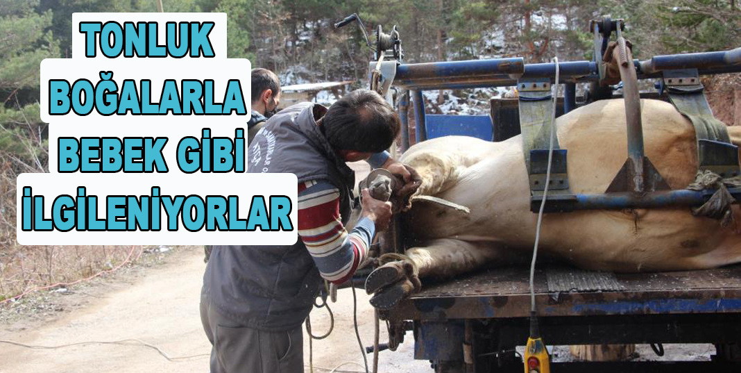 Tonluk boğalarla bebek gibi ilgileniyorlar