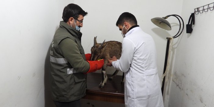 Artvin’de bitkin halde bulunan yaban keçisi koruma altına alındı