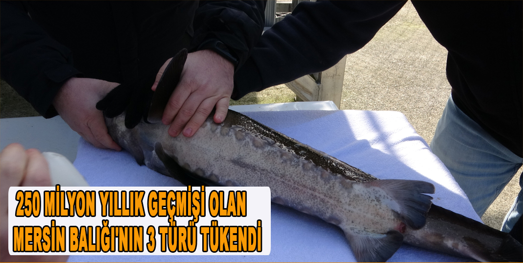 250 milyon yıllık geçmişi olan Mersin Balığı'nın 3 türü tükendi