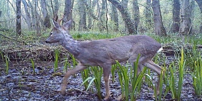 Ordu’da fotokapanlara vaşak ve yaban keçileri takıldı