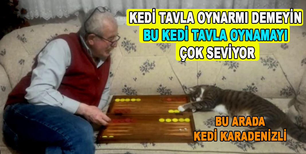 Kedi tavla oynarmı demeyin bu kedi tavla oynamayı çok seviyor