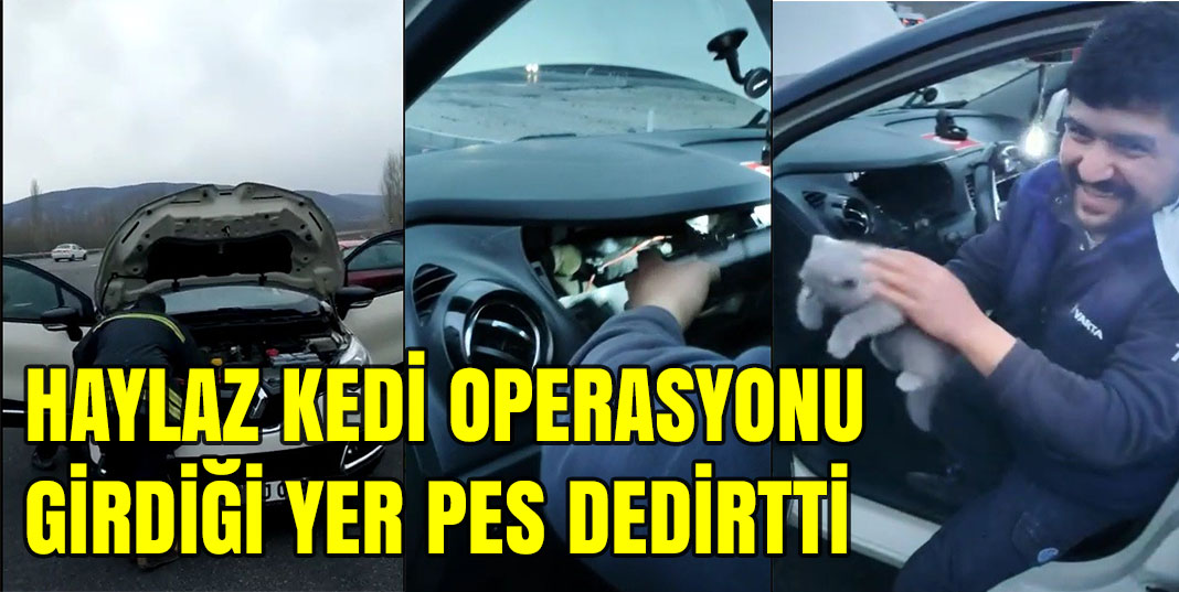 Haylaz Kedinin Girdiği Yer Pes Dedirtti