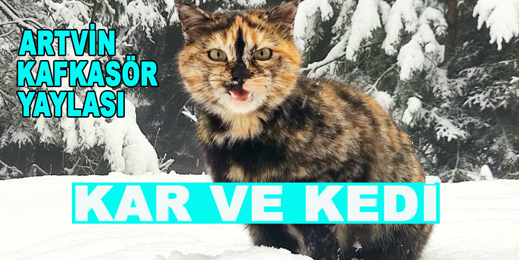 Artvin’in ünlü Kafkasör Yaylasında Kar Bir Başka Güzel