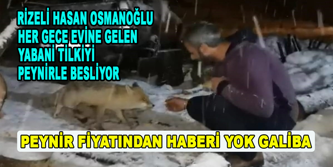 RİZELİ HASAN OSMANOĞLU HER GECE EVİNE GELEN YABANİ TİLKİYİ PEYNİRLE BESLİYOR