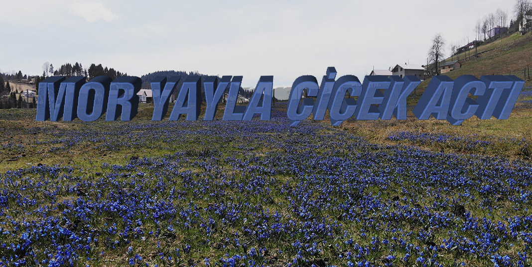 Mor Yayla'nın Mavi Yıldız çiçekleri açtı