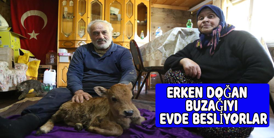 Artvin'de Erken doğan buzağıyı evlerinde besliyorlar