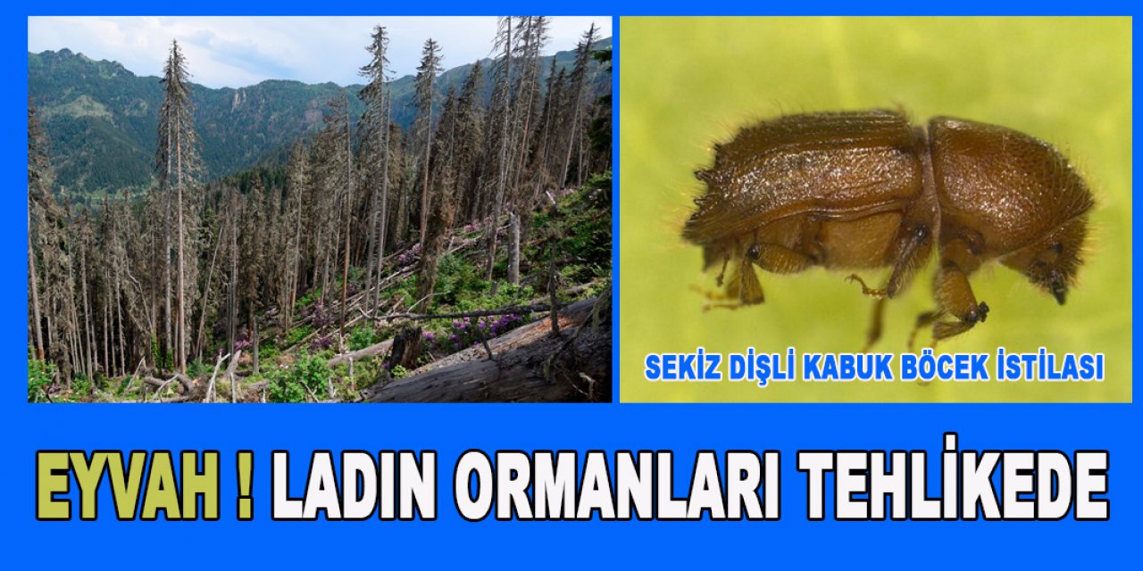 ladin ormanları sekiz dişli kabuk böcek istilasıyla karşı karşıya