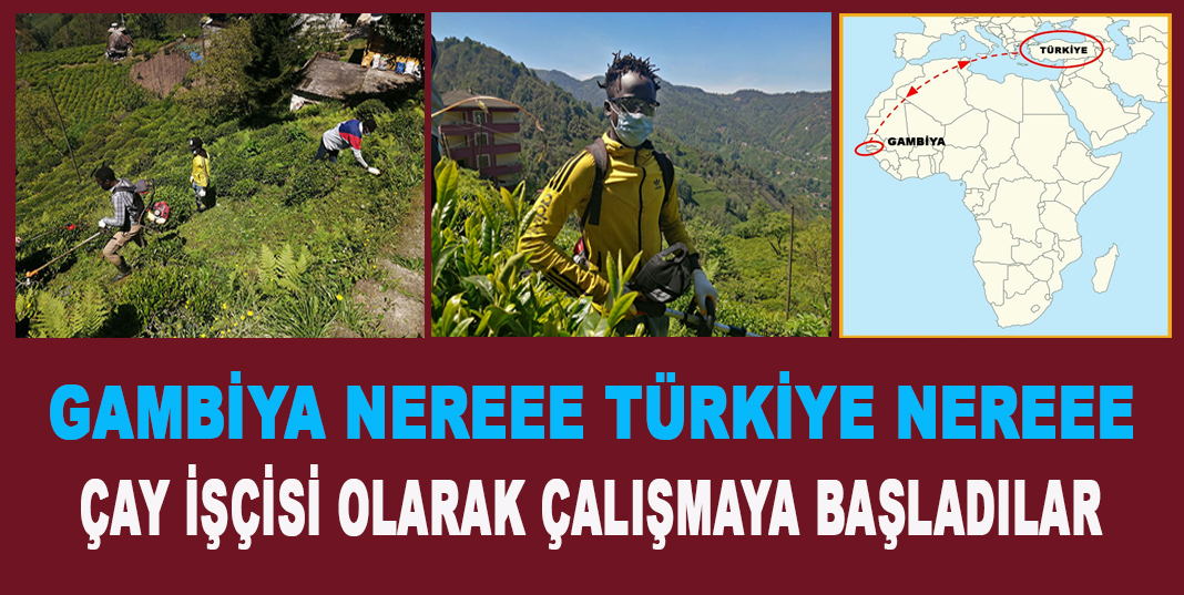 GAMBİYA NEREEE TÜRKİYE NEREEE , Rize Gambiyalı çay işçileri iş başında