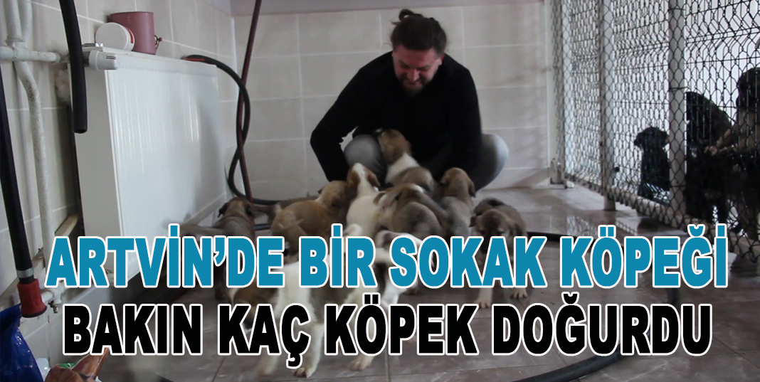 Sokak köpeği tek seferde 14 yavru doğurdu