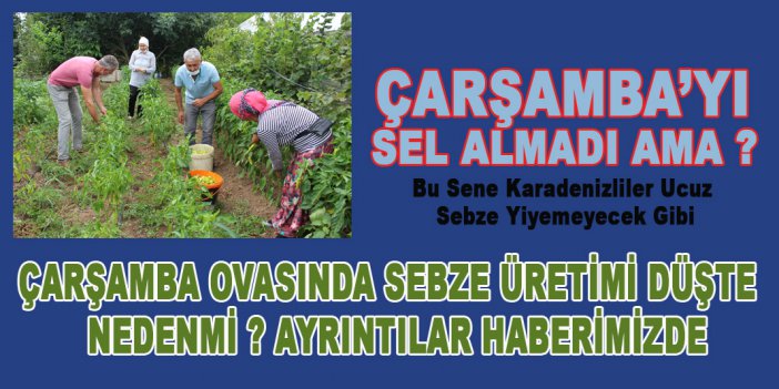 ÇARŞAMBA OVASINDA SEBZE ÜRETİMİ DÜŞTÜ , NEDENMİ ? HABERİMİZDE