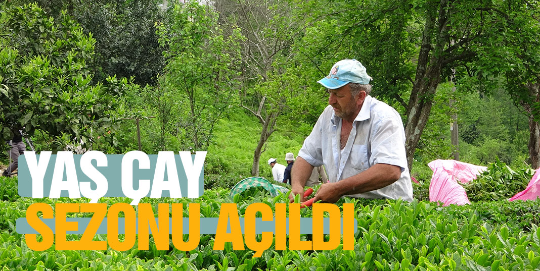 Karadeniz'de 2021 yılı Yaş çay sezonu açıldı