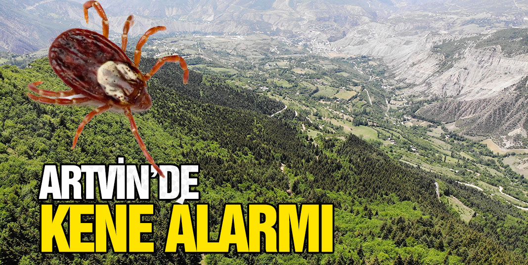 Artvin'de havaların ısınmasıyla birlikte kene vakaları artmaya devam ediyor.