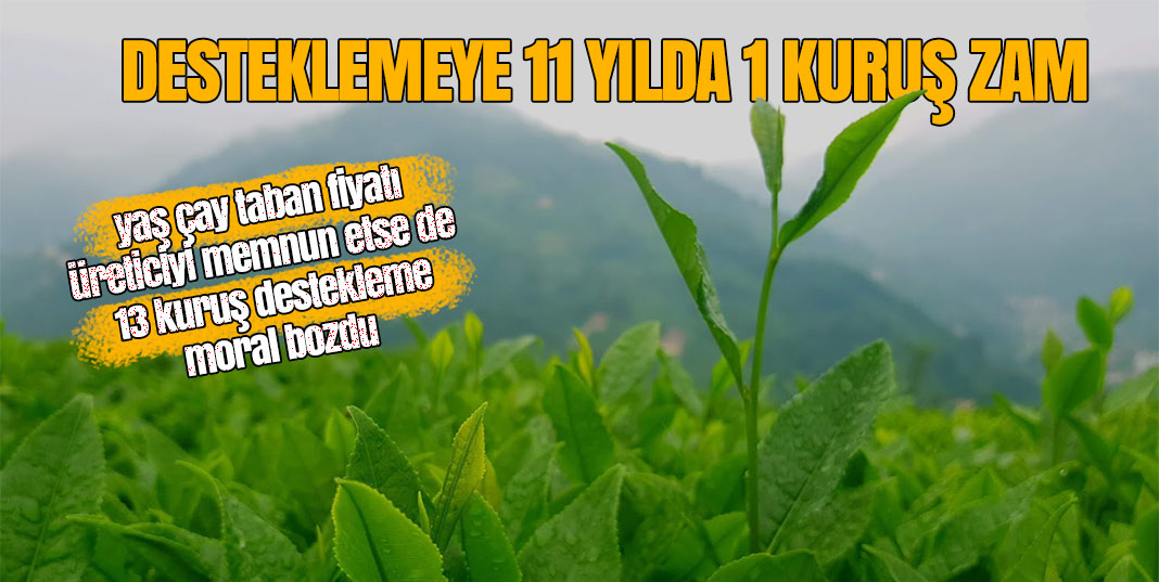 Yaş çay fiyatı Üreticiyi memnun etti ama destekleme üzdü