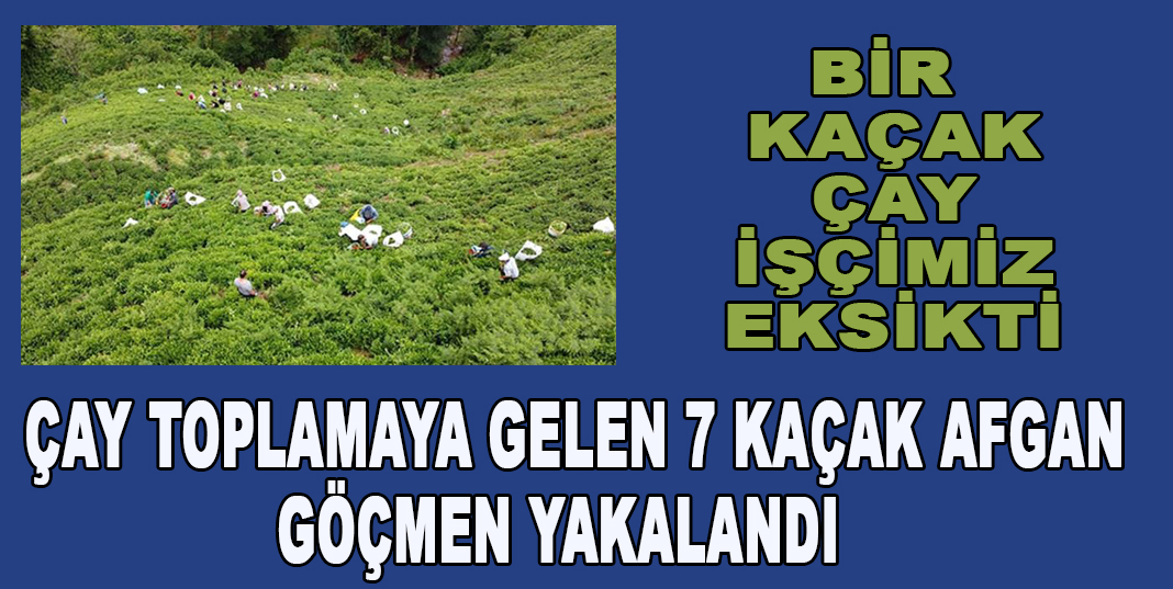 ÇAY TOPLAMAYA GELEN 7 KAÇAK AFGAN GÖÇMEN YAKALANDI