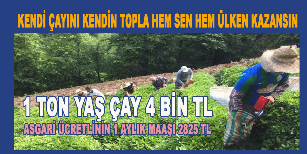 KENDİ ÇAYINI KENDİN TOPLA HEM SEN HEM ÜLKEN KAZANSIN