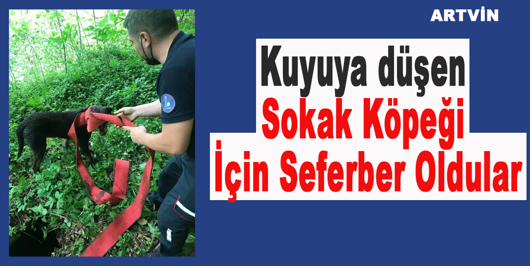 Kuyuya düşen sokak köpeği için seferber oldular
