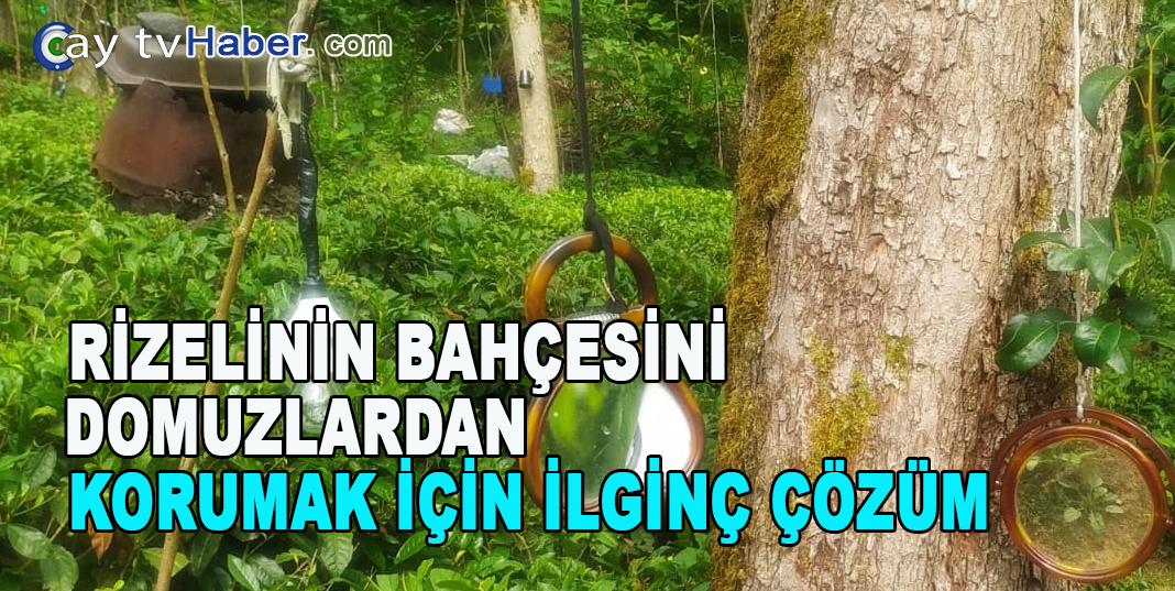 RİZELİNİN BAHÇESİNİ DOMUZLARDAN KORUMAK İÇİN İLGİNÇ ÇÖZÜM