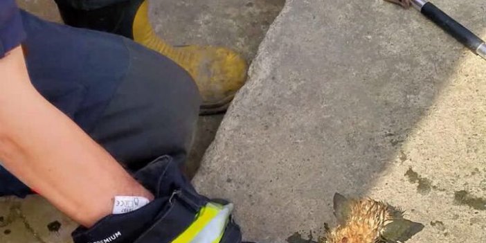 Trabzon'da Akar borusunda sıkışan minik kedinin yardımına itfaiye ekipleri yetişti