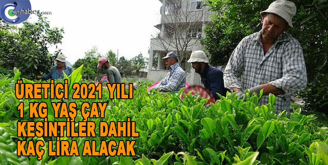 ÜRETİCİ 2021 YILI 1 KG YAŞ ÇAY KESİNTİLER DAHİL KAÇ LİRA ALACAK