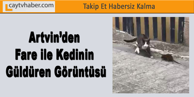 Artvin’den fare ile kedinin güldüren görüntüsü