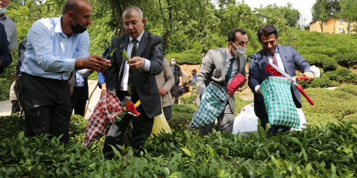 Artvin Valisi Doruk, çay bahçesine girdi çay topladı