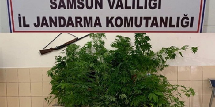 DEDEKTÖR KÖPEĞİ ‘OZON’ 326 KÖK KENEVİR BİTKİSİNİ BULDU