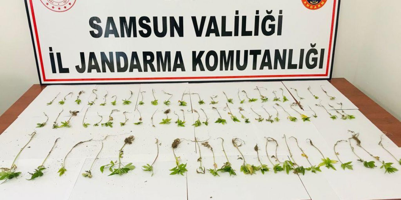Jandarmadan Kenevir Baskını