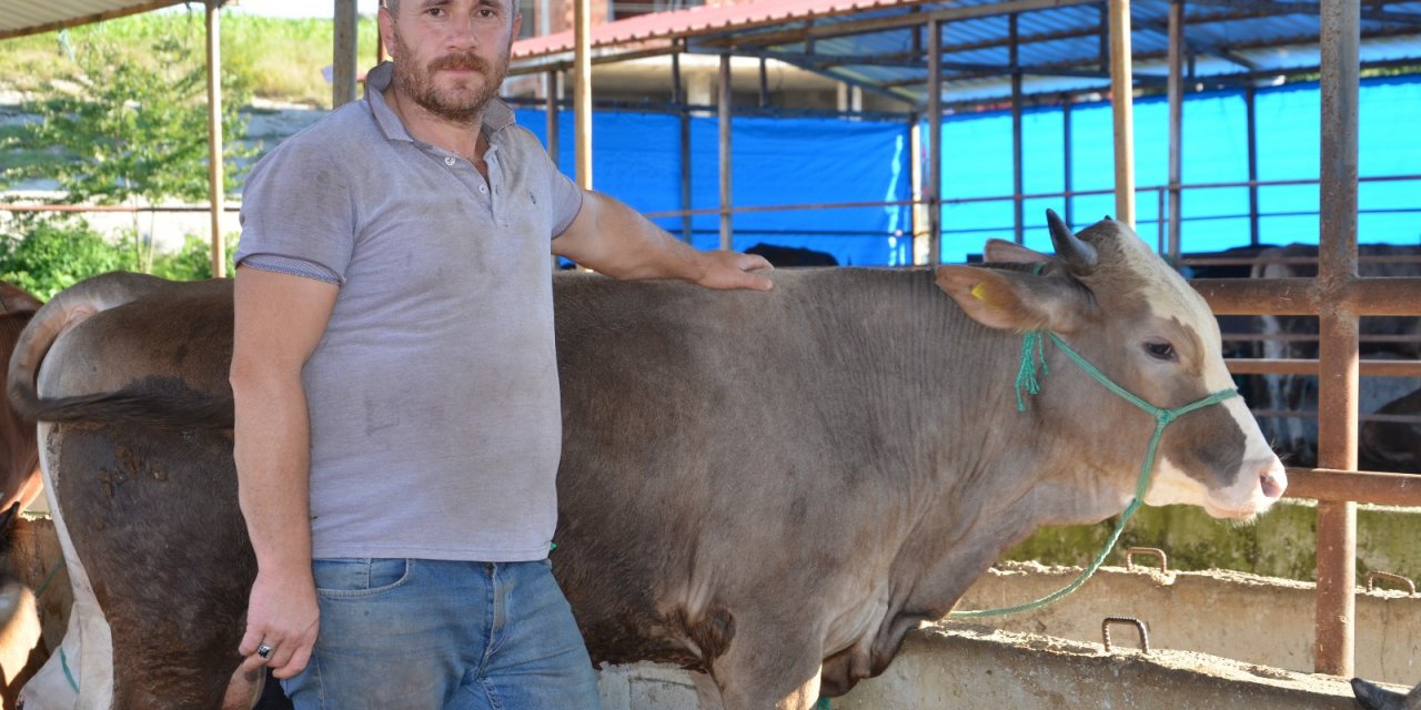 Ordu’da İlk Kurbanlıklar Pazara İndi