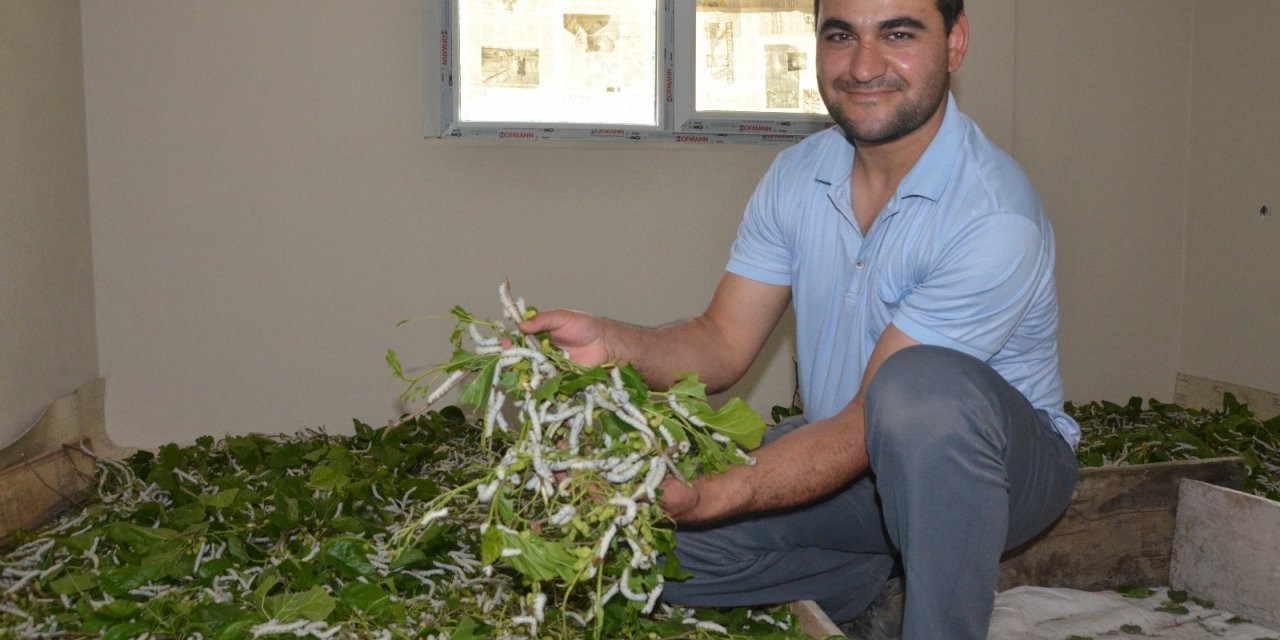 Merakla Başladı, 40 Bin İpekböceğine Ulaştı