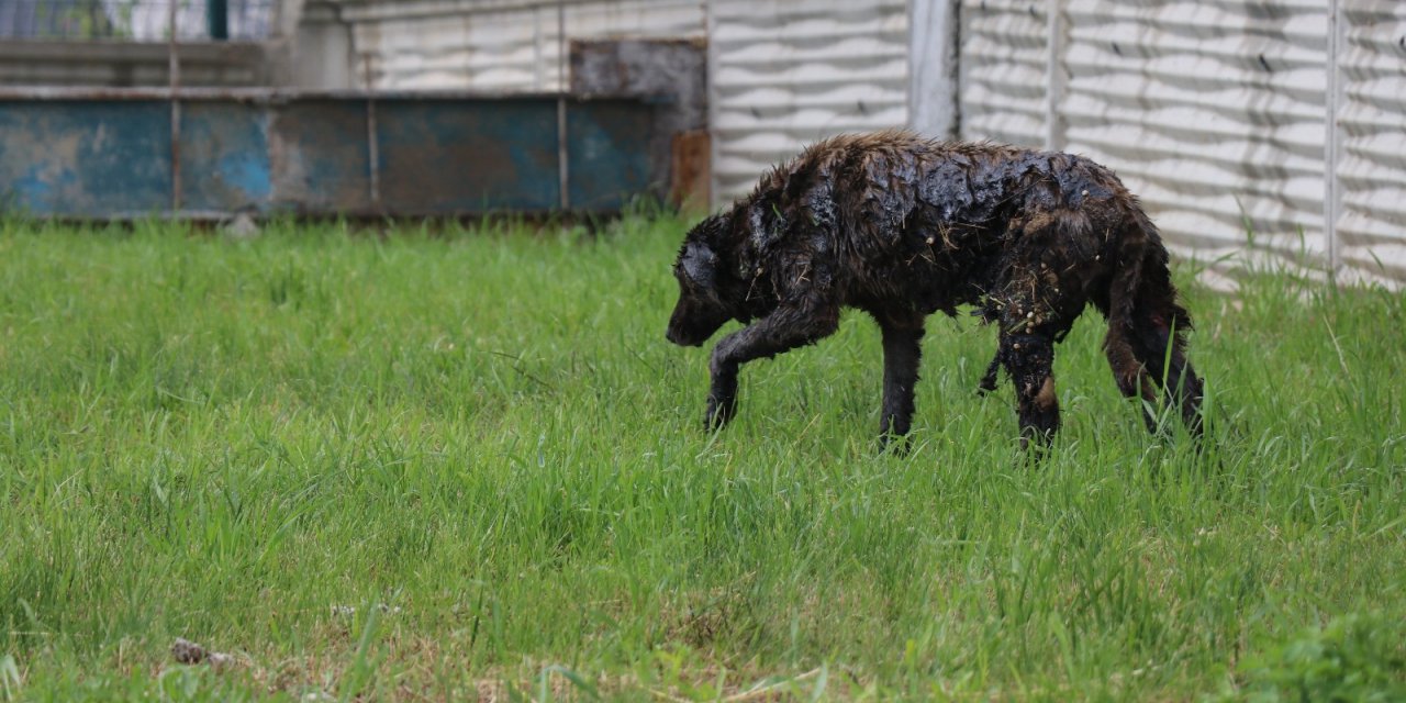 Yol Kenarına Dökülen Zifte Bulanan Köpek 3.5 Saatte Kurtarıldı