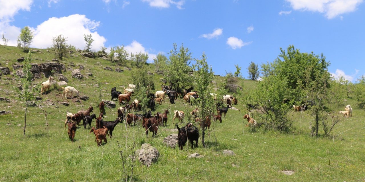Halep Keçileri Ordu Yaylalarında