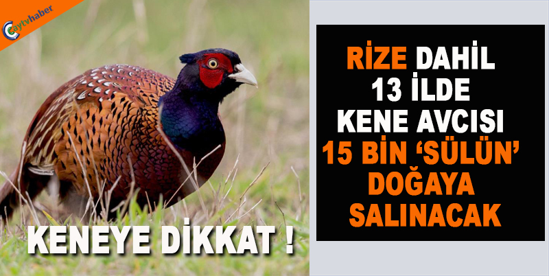 Kene Avcısı 15 Bin ‘sülün’ Doğaya Salınacak