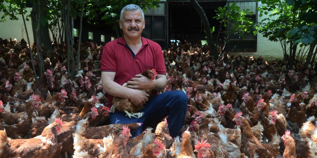 Ek Gelir Getirsin Diye Başladı, Aylık Yaklaşık 30 Bin Organik Yumurta Üretiyor