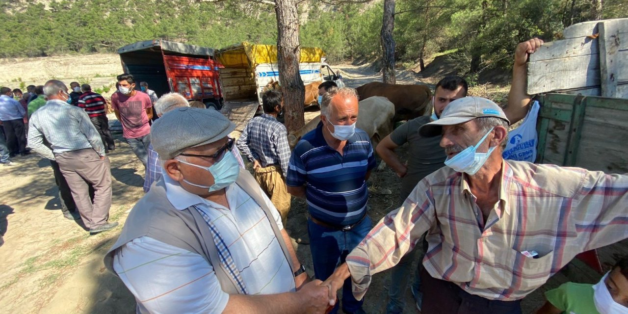 Hanönü’nde Kurbanlıkların Satışı Başladı