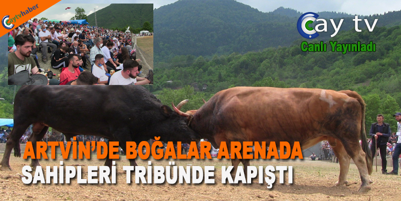 Artvin’de Boğalar Arenada Sahipleri Tribünde Kapıştı