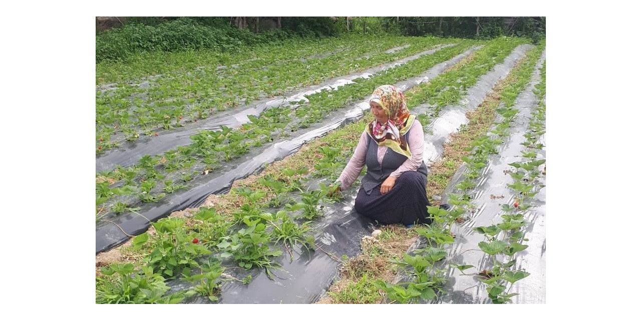 Samsun’da Çilek Rekoltesi Artıyor