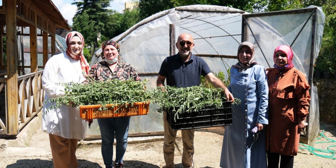 Giresun’da Şeker Otu Olarak Bilinen ’stevia’ Hasadı Yüz Güldürdü