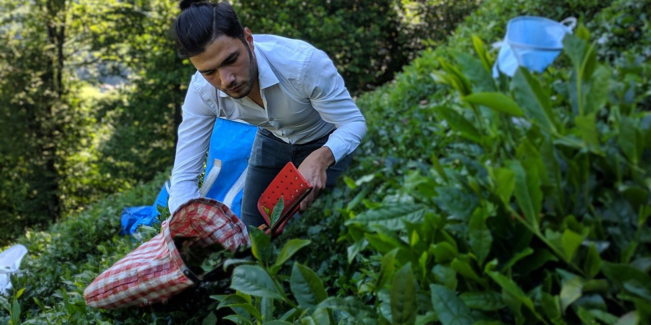 Çaykur 2. Sürgün Yaş Çay Kampanyasının İlk Gününde Bin Ton Yaş Çay Aldı