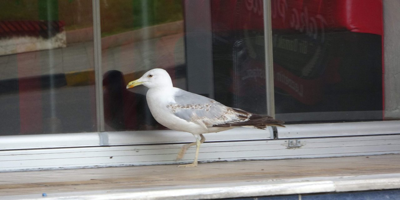 Aç Martı Pidecinin Kapısında Böyle Bekledi