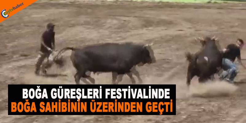 Boğa Güreşleri Festivalinde Boğa Sahibinin Üzerinden Geçti