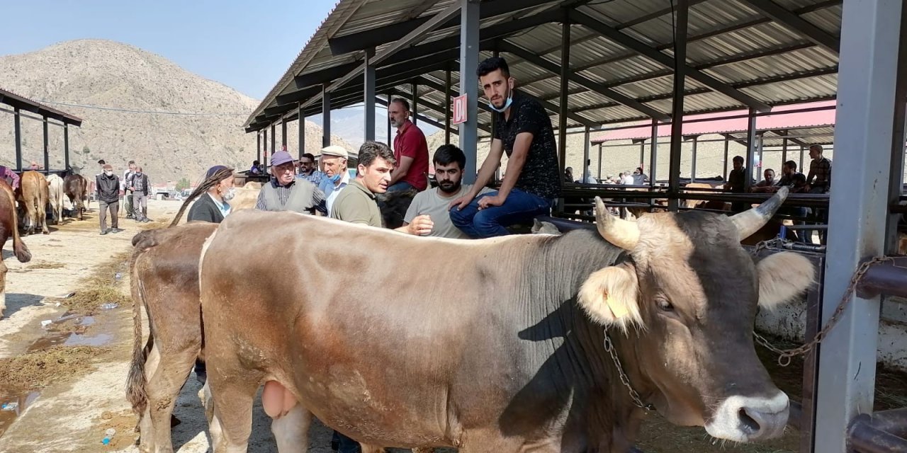 Kurban Satışları Hayvan Üreticilerinin Yüzünü Güldürüyor