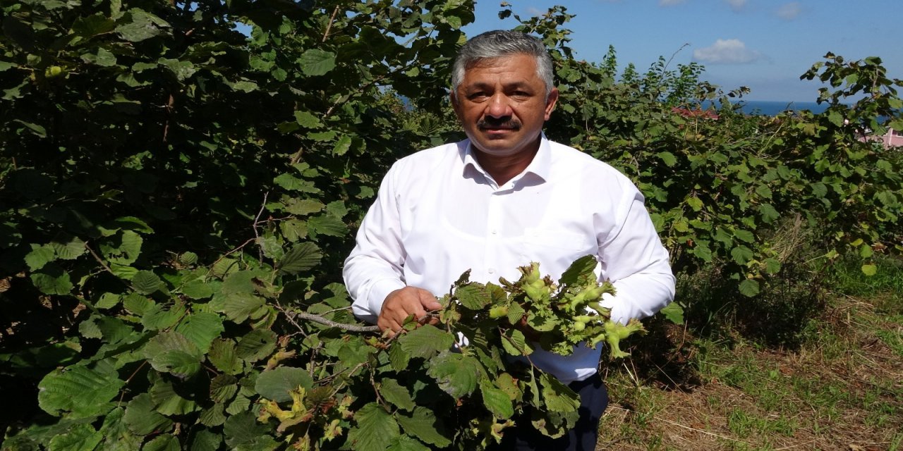 Kaliteli Fındık İçin ‘erken Hasat Yapmayın’ Uyarısı