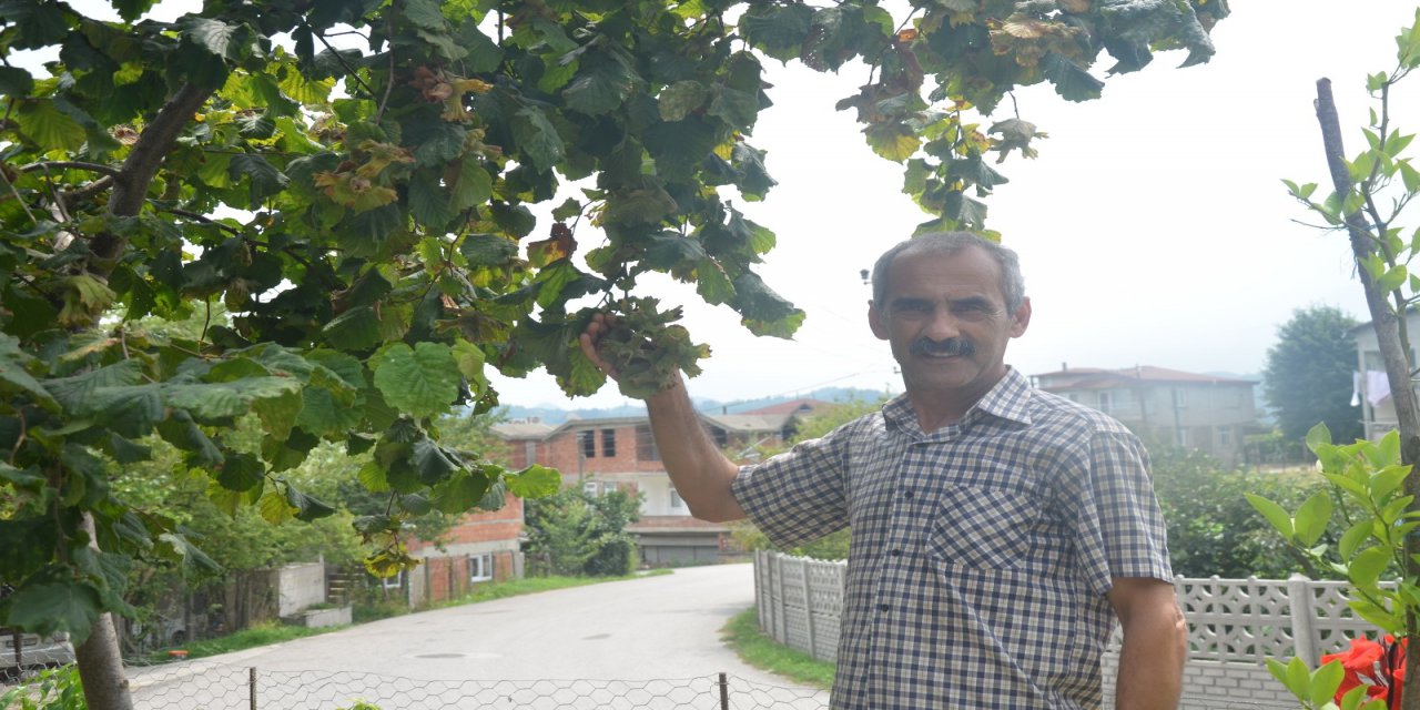 Karadeniz’de Düdük Fındık İçin Çaldı