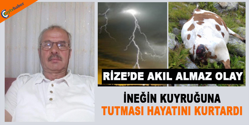 RİZE'DE İNEĞİN KUYRUĞUNA TUTMASI HAYATINI KURTARDI
