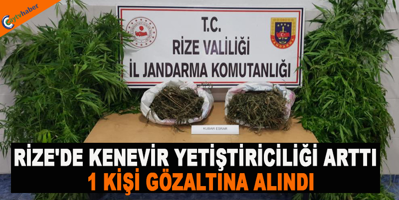 RİZE'DE KENEVİR YETİŞTİRİCİLİĞİ ARTTI , 1 KİŞİ GÖZALTINA ALINDI