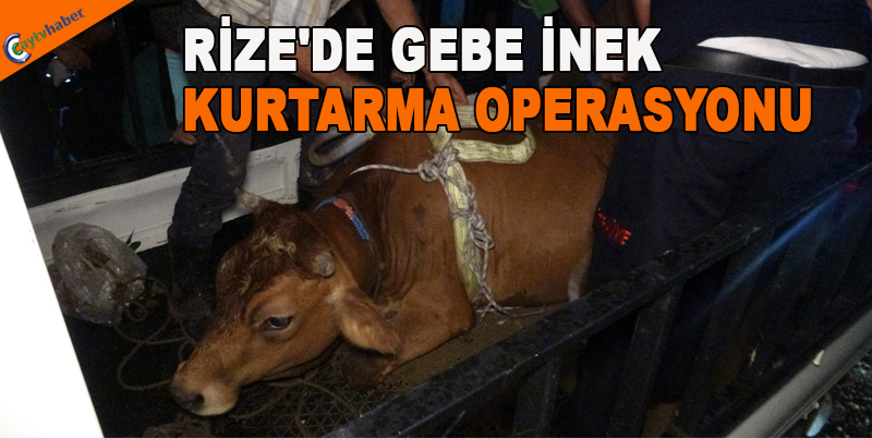 RİZE'DE GEBE İNEK KURTARMA OPERASYONU