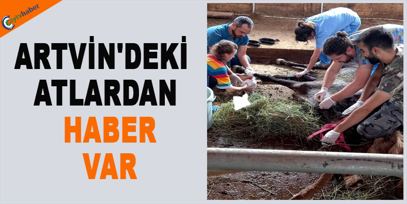 ARTVİN'DEKİ ATLARDAN HABER VAR
