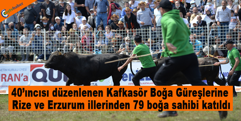 40’ıncısı düzenlenen Kafkasör Boğa Güreşlerine Rize ve Erzurum illerinden 79 boğa sahibi katıldı